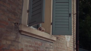 Panjurları ve saksısı olan açık bir pencerenin güzel bir görüntüsü, sakin açık hava titreşimlerini yakalıyor..