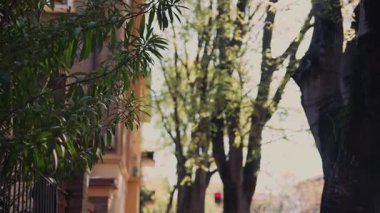 Huzurlu ve huzurlu bir şehir manzarası yemyeşil ağaçlar ve yumuşak güneş ışığıyla aydınlatılmış büyüleyici bir mimari sergiliyor.