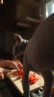 Sıcak, küçük bir mutfakta meraklı bir kedi lezzetli domateslerin fırında ustaca pişirildiğini gözlemler.