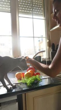 Neşeli bir kedi, taze sebzeler hazırlanırken güneşli bir mutfağı keşfeder ve eşsiz bir yemek pişirme anı yaratır.