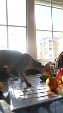 Dost canlısı bir köpek parlak bir mutfağı keşfederken bir kadın taze sebzelerin arasında neşeyle etkileşime geçiyor.