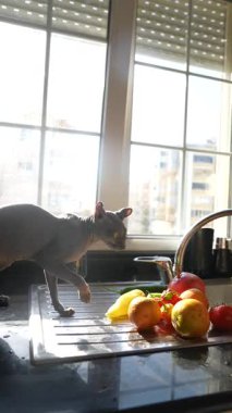 Neşeli ve meraklı bir kedi güneşli bir mutfak tezgahında taze ürünlerin renkli ve canlı seçimini keşfeder.