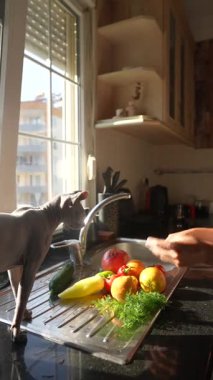 Taze ürünlerle dolu parlak ve güneşli bir mutfak, eğlenceli bir evcil hayvan, hepsi de aşçılık yaratıcılığına ilham veriyor.