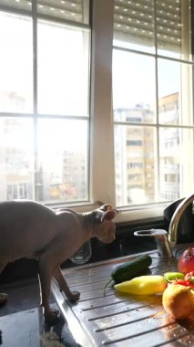 Meraklı bir kedi taze sebzelerle dolu rahat bir mutfağı keşfeder ve pencereden içeri parlak bir güneş ışığı girer.