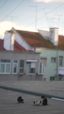 Üç sevimli kedi, bir çatıda huzur içinde dinleniyor. Etraflarını çevreleyen canlı kentsel manzaranın tadını çıkarıyorlar.