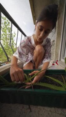 Bir kadın güneşli balkonunda gelişen aloe vera bitkileriyle ilgilenir. Bahçe işlerine olan tutkusunu gösterir.