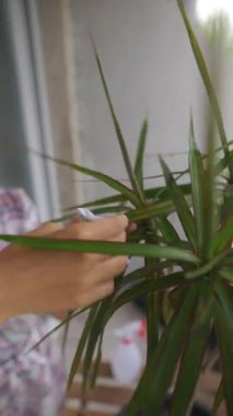 Canlı yeşil bir bitkiyi evde yetiştirmeye adanmış bir birey, çağdaş bir bahçe gezisini ön plana çıkarıyor.