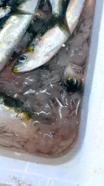 Canlı ve cezbedici bir deniz ürünleri pazarında buzdan bir yatakta dinlenen taze yakalanmış balık gösterisi.