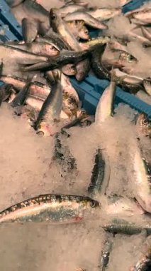 Buzun üzerinde sergilenen çeşitli taze balıkların canlı ve renkli düzenlemesi, pazarda satılabilir deniz ürünleri sergileniyor.