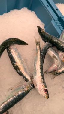 Buzun üzerinde dinlenen taze sardalyaların güzel ve canlı bir görüntüsü, deniz ürünleri severler ve aşçılık ilhamı için mükemmel.