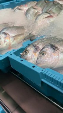 Mavi kutularda canlı bir balık gösterisi, düzgün düzenlenmiş ve hareketli bir pazarda satışa hazır.