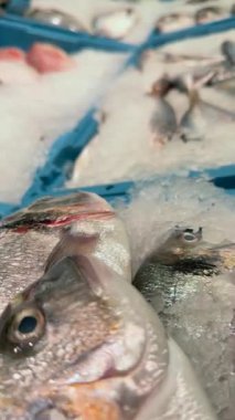 Hareketli bir deniz ürünleri pazarında canlı bir balık görüntüsü keşfetmek, çeşitlilik ve tazelik sergilemek..