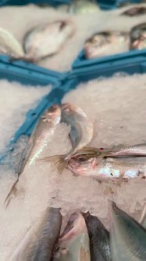 Canlı ve renkli bir taze balık çeşidi buzun üzerinde zarif bir şekilde sergilenerek kalitelerini ve tazeliklerini ön plana çıkarıyor.