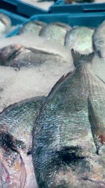 Canlı ve pırıl pırıl balıklar hareketli pazarda buzda güzelce sergileniyor. Hem tazelik hem de kaliteyi sergiliyor.