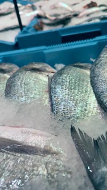 Bir pazarda buzda sergilenen canlı bir balık ve deniz ürünleri çeşidi taze ve çeşitlilik sergiliyor..