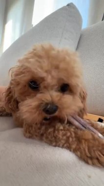 Sevimli küçük bir köpek yavrusu kanepede mutlu mesut oturup en sevdiği oyuncağını çiğniyor. Tüm hayvan severler için mükemmel.