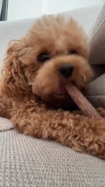 Sevimli ve tüylü bir köpek, rahat bir yaşam alanında uzanırken oyuncağı çiğnemekten zevk alır.