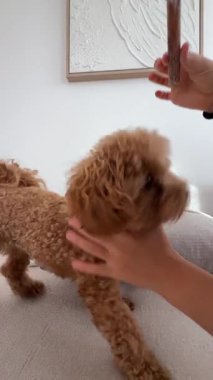 Şirin bir köpek lezzetli bir ziyafetle hevesle etkileşime geçiyor. Saf neşe ve oyunculuk sergiliyor evinde.