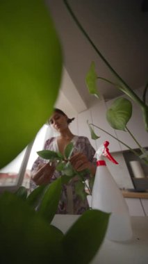 Kapalı alandaki güzel bitkileriyle ilgilenen bir kadın. Parlak ve davetkar bir ortamda düzgün bir bakım sergiliyor.