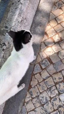 Zarif hareketleriyle büyüleyici bir kedi, güzel bir kaldırım taşı yolunda yürüyor, benekli güneş ışığı tarafından öpülmüş.