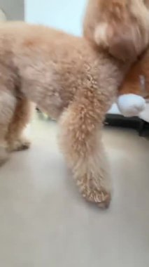 Neşeli bir köpek çeşitli oyuncaklarla oynamaktan ve evdeki sahibiyle sevgiyle oynamaktan zevk alır.