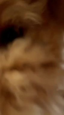 Çok tatlı bir köpek, yumuşak pelüş bir oyuncakla enerjik bir şekilde oynarken rahat ve davetkar bir kanepeye uzanır.