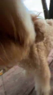 Neşeli ve hayat dolu anları, neşeli köpeklerle birlikte, açık havada mutlu bir şekilde eğlenirken yakalıyorlar.