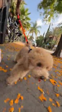 Neşeli ve neşeli bir köpek, renkli çiçeklerle dolu bir patika boyunca keyifli bir yürüyüş yapıyor.