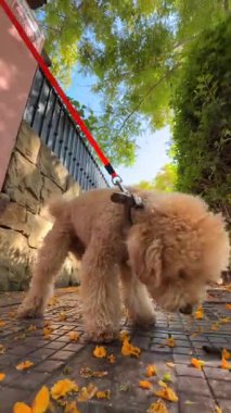 Neşeli ve tüylü bir köpek sevgili sahibiyle heyecanlı bir yürüyüş yaparken doğanın güzelliğini keşfediyor.