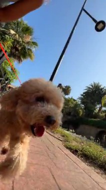 Neşeli ve enerjik bir köpek, yemyeşil ve palmiye ağaçlarıyla dolu canlı bir parkta güneşli bir yürüyüşün keyfini çıkarır.