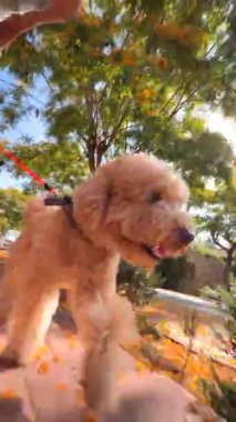 Tüylü bir köpek, güneşli bir günde, sonbahar yaprakları ve neşeli titreşimlerle çevrili bir yürüyüşün tadını çıkarır.