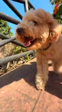 Neşeli ve neşeli bir köpek, keyifli bir gezintide saf neşe ve enerjiyi somutlaştıran bir yolda mutlu bir şekilde koşar.