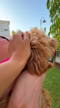 Çekici bir kaniş, sıcak güneş ışığında tutulmayı sever. Sahibiyle keyifli bir anın tadını çıkarır.