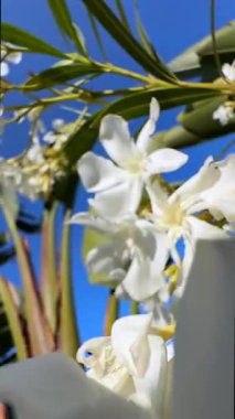 Göz kamaştırıcı güzellikteki saf beyaz çiçekler cazibelerini canlı bir bahçede sergiliyor.