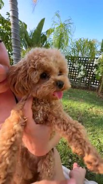 Sevimli bir köpek, bereketli yeşilliklerle çevrili sevgili sahibiyle güneşin altında harika vakit geçiriyor.