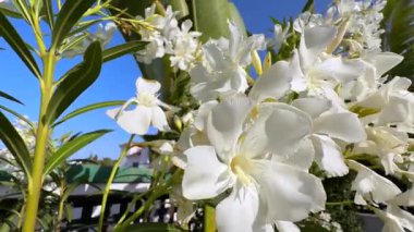 Sersemletici yakın çekimler güzel beyaz çiçeklere eşlik eden parlak yeşil yapraklar açık mavi bir gökyüzüne kurulmuş.