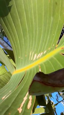 Açık, parlak mavi arkaplana karşı canlı renkler sergileyen tropikal yaprakların çarpıcı yakın plan görüntüsü