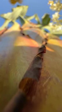 Titrek palmiye yaprakları zarif bir şekilde açık mavi gökyüzüne doğru uzanıyor. Güzelce sergilenen doğal güzellikleri sergiliyor.