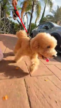 Neşeli bir köpek renkli çiçek yapraklarıyla dağılmış canlı ve hayat dolu bir yolda mutlu bir şekilde yürüyor.