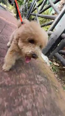 Enerjik ve neşeli bir köpek, neşeli bir çiçek yapraklarıyla çevrili güneşli bir günde yürüyüş yapıyor.