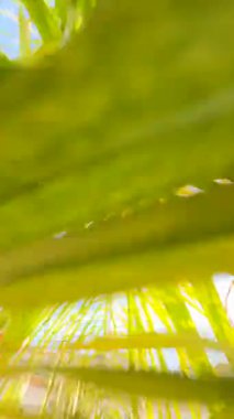 Berrak mavi gökyüzünde sallanan gür palmiye yapraklarının görüntüsü, doğayla uyum ve sükuneti iletir.