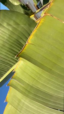 Canlı tropikal yapraklar güzel bir şekilde sergileniyor. Parlak, bulutsuz mavi gökyüzünün altında güzelliği sersemletiyor.