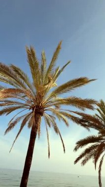 Nefes kesen ve nefes kesen palmiye ağaçlarının berrak mavi gökyüzünün altında zarif bir şekilde sallanışını deneyimleyin.