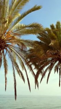 Titrek palmiye ağaçları ılık meltemde sallanıyor, sakin denizin yanında, berrak mavi bir gökyüzünün altında.