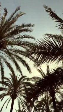 Sersemletici ve yapraklı palmiye ağaçlarının manzarası sükunetin ve yaz atmosferinin özünü yakalıyor.