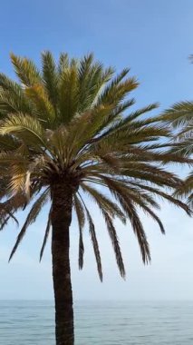 Nefes kesen güzel palmiye ağaçlarının berrak mavi gökyüzünün altında usulca okyanus kenarında sallandığını hissedin.