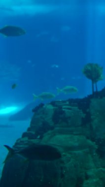 Canlı balıkların ve çarpıcı kaya oluşumlarının olduğu sakin ve sakin bir sualtı dünyasını keşfedin.
