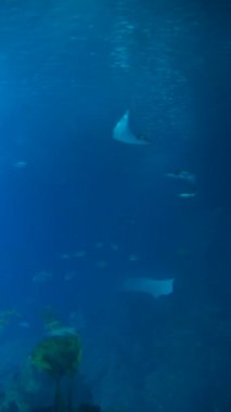 Huzurlu ve huzurlu sualtı dünyasını keşfedin. Canlı deniz yaşamı ve çarpıcı mavi renkler.