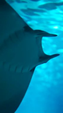 Sıra dışı sualtı sahnelerine dalın ve canlı mavi suların arasında geniş bir deniz yaşamı çeşitliliği gösterin.