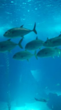 Dalgaların altındaki büyüleyici dünyanın derinliklerine dalın, canlı balık sürülerinin zarafetle süzüldüğü yere.